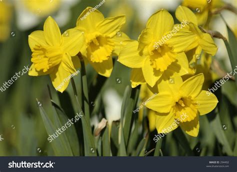 Daffodils Easter Lilies Yellow Stock Photo 294492 Shutterstock