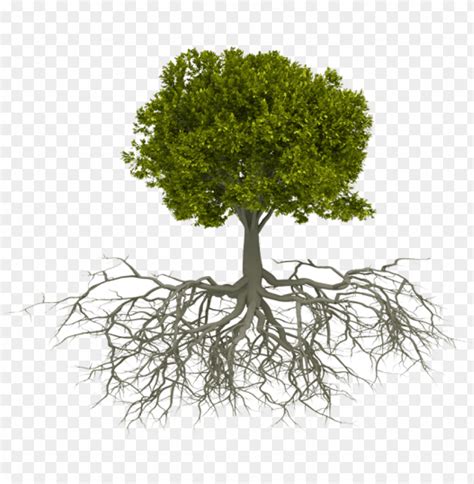 Etwork Tree With Roots PNG Transparent With Clear Background ID