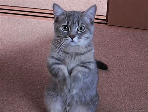Cats Standing Up S Find And Share On Giphy