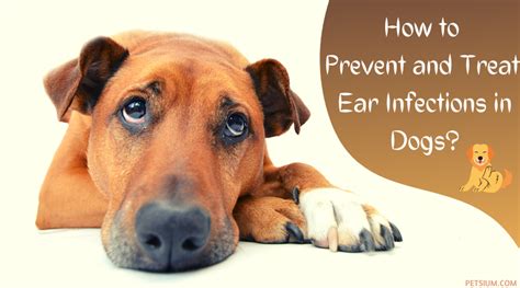 Dog Ear Infection Symptoms And Treatment Petsium
