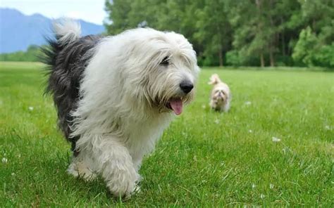 Old English Sheepdogs Breed Facts And Information