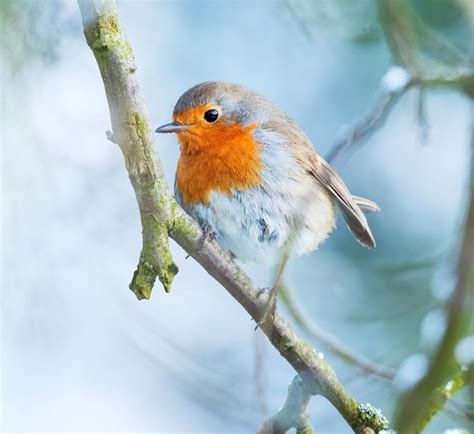 European Robin Song And Calls Wild Ambience Nature Sounds