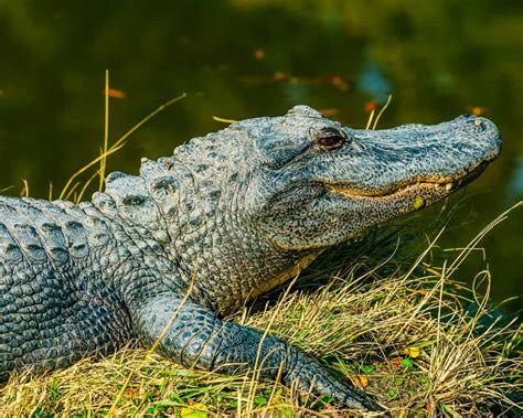 Alligator Attacks Rare But Increasing in Frequency - Florida Daily