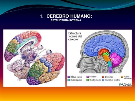 Ppt Estructura Del Cerebro Humano Powerpoint Presenta