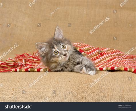 Cute And Pretty Blue Tortie Norwegian Forest Cat Kitten Lying Under Red