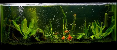 How To Set Up A Planted Goldfish Aquarium Aquarium Set Goldfish