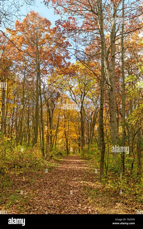 Quiet Path In The Forest In Blue Mound State Park In Wisconsin Stock