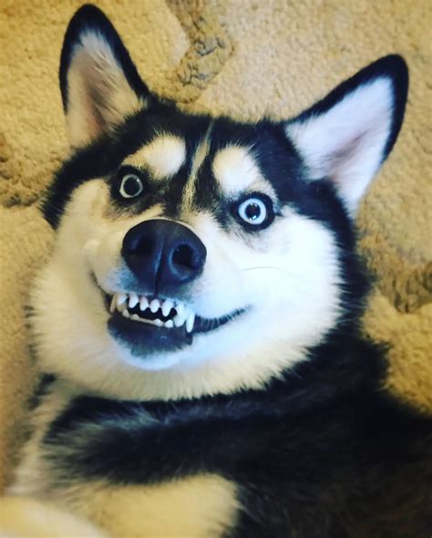 15 Funny Photos That Show Huskies Are The Weirdest Dogs Ever