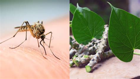 5 Most Effective Home Remedies For Dengue Fever Healthshots