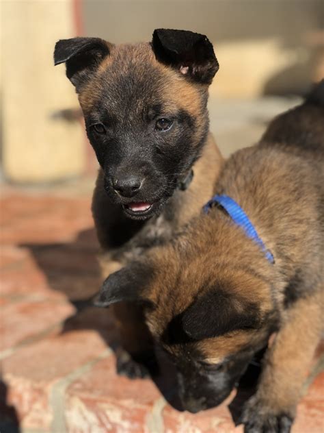 It is bred for intelligence and awareness of its surroundings. Belgian Shepherd Dog (Malinois) Puppies For Sale ...