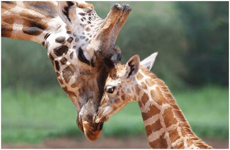 Giraffes Added To Endangered Species List Of Animals Under Threat Of