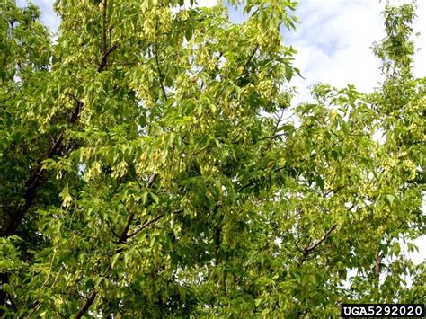 While some can be spotted only in localized areas, the majority can be the chart shows that if the twig is hairy, the tree is a manitoba maple. Manitoba maple, boxelder, Acer negundo (Sapindales ...