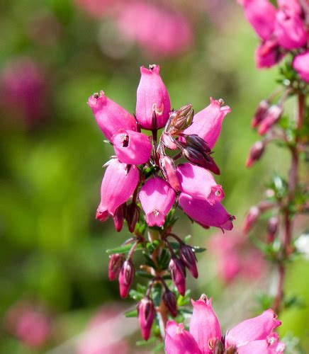 Flowers For Flower Lovers Heather Flowers Pictures Information