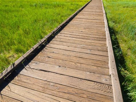 Wooden Walkway Among Green Grass Field Background Stock Photo Image