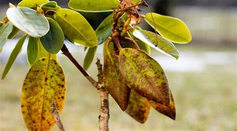 9 Reasons Your Magnolia Tree Is Turning Brown And Dying
