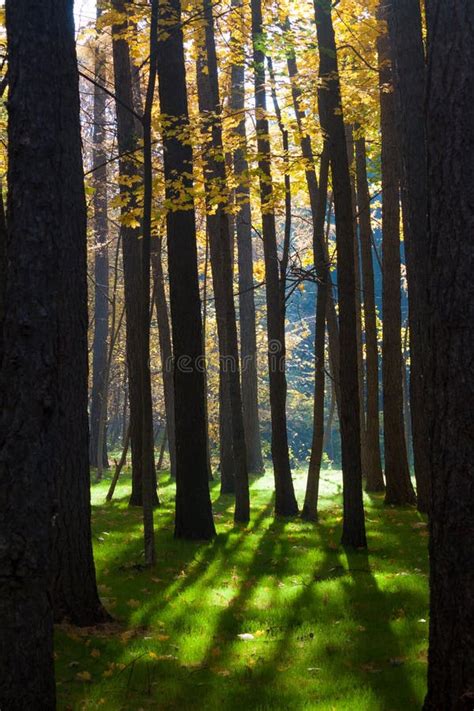 Mystical Autumn Forest Stock Photo Image Of Season 129152262