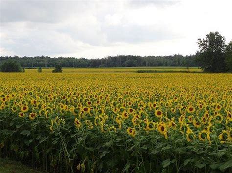Sunflower Farm Overwhelmed By Selfie Seekers The Spokesman Review