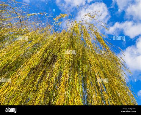 Autumn Willow Tree Hi Res Stock Photography And Images Alamy