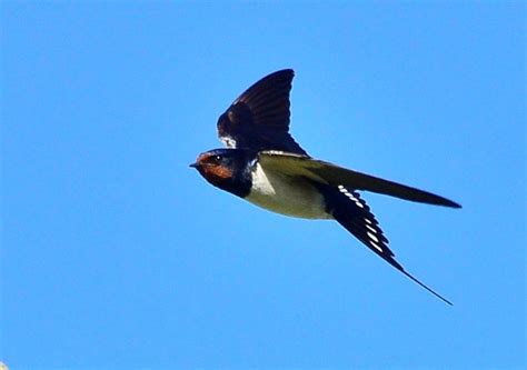 Check spelling or type a new query. Swallow - Norfolk Wildlife Trust
