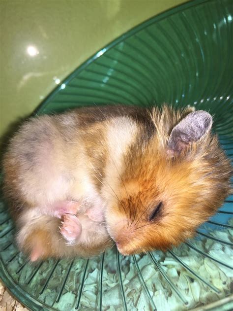 Pin On Heavenly Hamsters