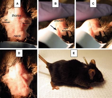 Blood Collection In Unstressed Conscious And Freely Moving Mice