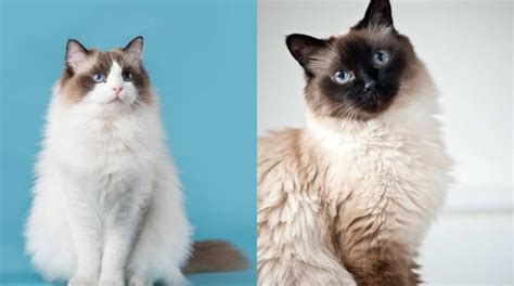 The Ragdoll Vs Birman What Are The Differences Cats On My Mind