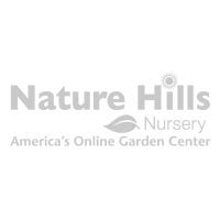 Crimson King Maple Buy At Nature Hills Nursery