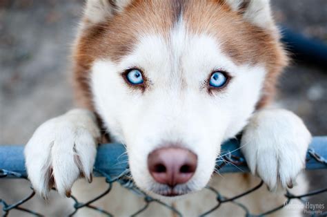 Pictures Of Puppies Husky The Puppies Siberian Husky Wallpapers And