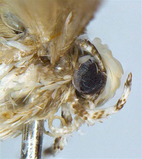 Donald Trump Moth Insect With Hair Named After Blonde President