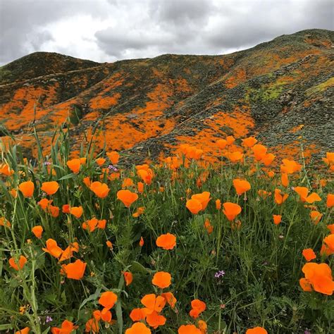 California Poppies Lake Elsinore Instagram Lake