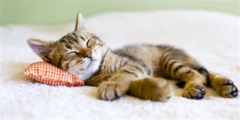 Essential Tips For Keeping Your Feline Healthy And Happy Pet Care Stores