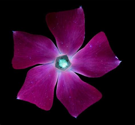 Photographer Captures Flowers Glowing In Dark