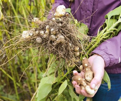 When To Harvest Jerusalem Artichokes Tips To Pick Tubers