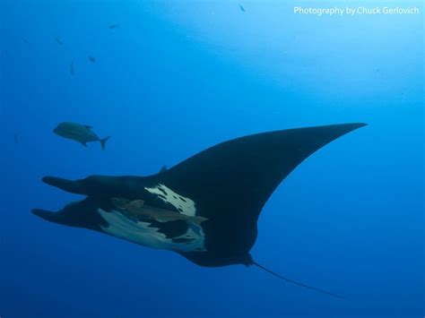 Majestic Manta Rays Facts Threats Images And Video Manta Ray