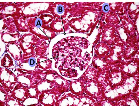Sos Biologia Celular Y Tisular Urinario RiÑon Histology Of The Kidney