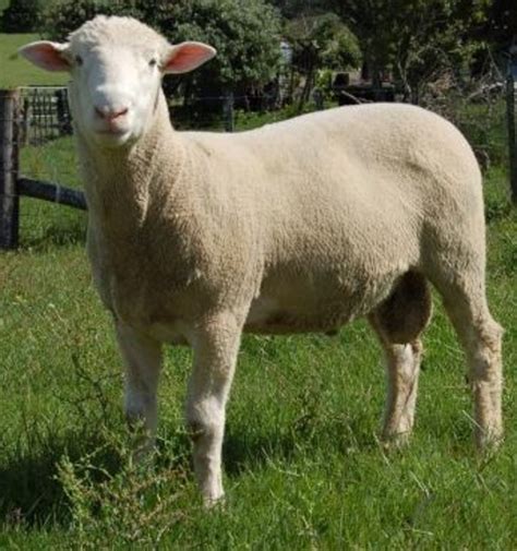 Breeding Sheep A Guide For The Task Hubpages