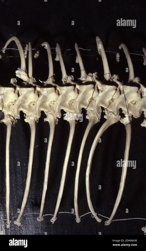 Detail Of Lizards Vertebral Spinal Column Stock Photo Alamy