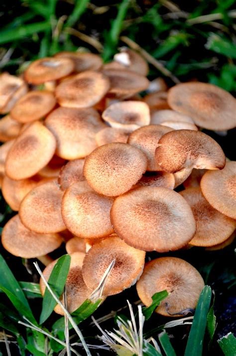 Psilocybin Mushroom Identification