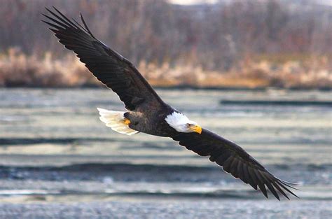 Wedge of birds flying in the sky wedge of birds flying in the sky soaring eagle stock illustrations. Soaring Bald Eagle Digital Art by Carrie OBrien Sibley