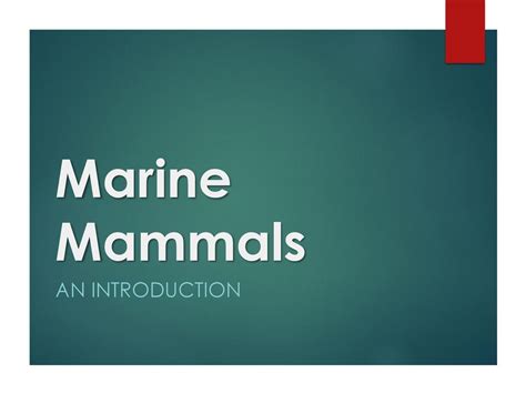 Marine Mammals An Introduction. - ppt download