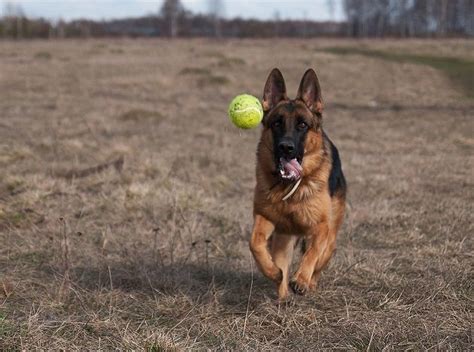 Is Your German Shepherd A Tireless Dog Learn 9 Wonderful Ways To Tire