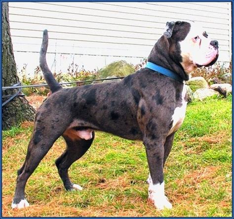 Aside from dogs with short hair, the brush also works fine on medium and long hair. Medium Short Hair Dog Breeds | Water Sky | Anjing, Mamalia