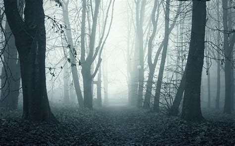 Foggy Woods Wallpapers Wallpaper Cave
