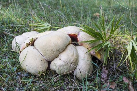 Closeup Shot Of Satan S Bolete Poisonous Mushrooms In The Forest Stock