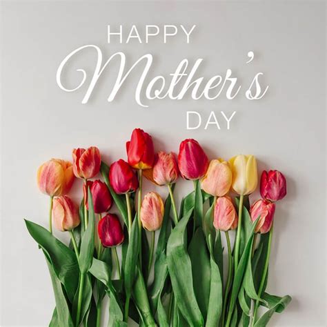 Photography Tulips On White Background With Happy Mothers Day