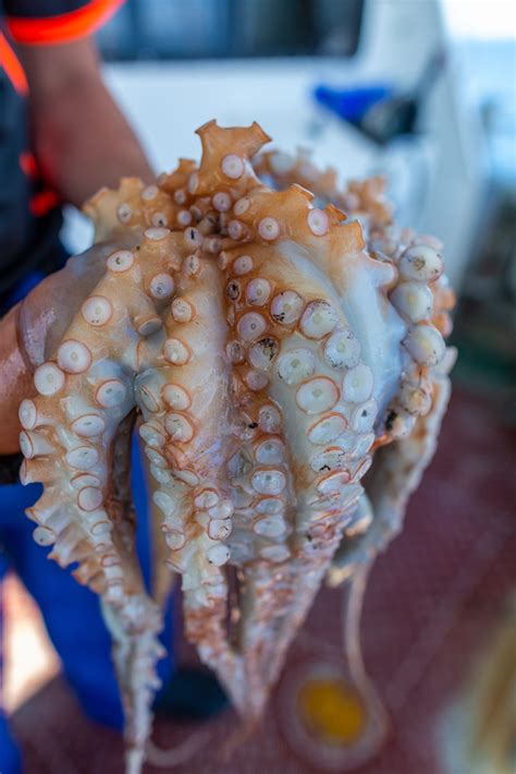 World Octopus And Squid Populations Booming Fremantle Octopus