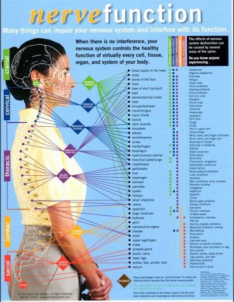 looking at the nerve chart it is easy to see how critical your spinal health is and how it