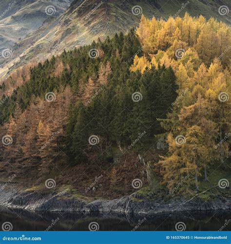 Beautiful Landscape Image Of Autumn Fall With Vibrant Pine And Larch