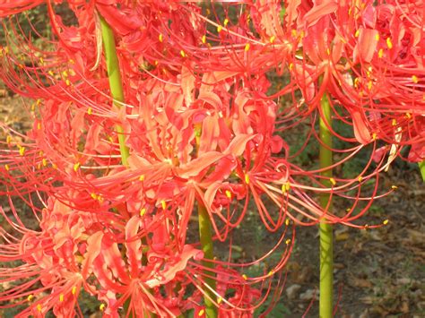 Spider Lilies By Theeonhigh On Deviantart