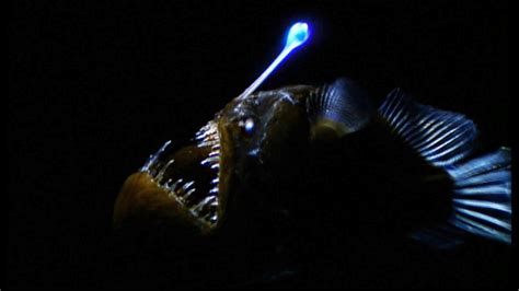 Anglerfish Salah Satu Ikan Laut Yang Bercahaya Ikan Hias Air Tawar